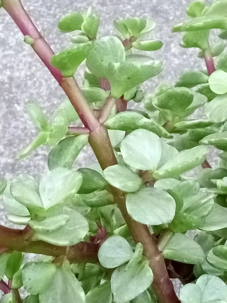 2 Rainbow Elephant Bush Live Succulent Rooted Starter Plants - Portulacaria Afra - Indoor & Outdoor - Image 7