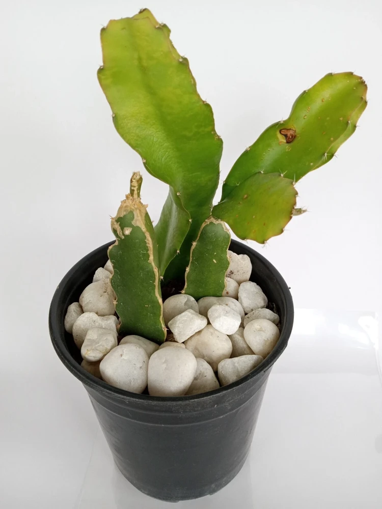 2 Red Dragon Fruit Cuttings - Live Pitaya Plants, 8"+ Matured, Outdoor - Image 3