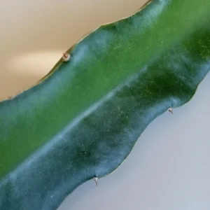 2 Red Dragon Fruit Cuttings - Live Pitaya Plants, 8