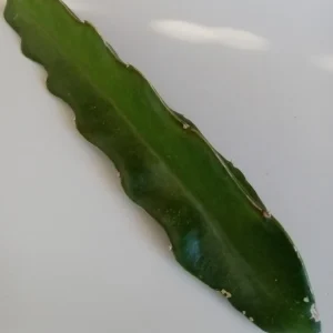 2 Red Dragon Fruit Cuttings - Live Pitaya Plants, 8