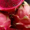 2 Red Dragon Fruit Cuttings - Live Pitaya Plants, 8"+ Matured, Outdoor - Image 1