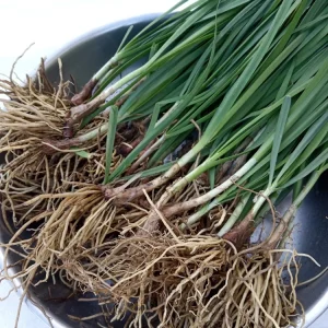 20 Garlic Chives Bare Root Plants - Organic, Hardy Perennial Herb - Image 2