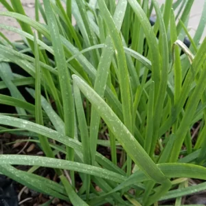 20 Garlic Chives Bare Root Plants - Organic, Hardy Perennial Herb - Image 4