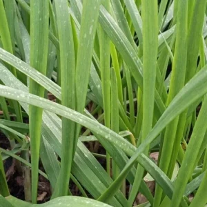20 Garlic Chives Bare Root Plants - Organic, Hardy Perennial Herb - Image 5