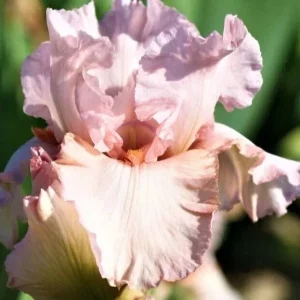 3 Bearded Iris Rhizome Bulbs - Freshly Harvested Perennial Variety Mix - Multicolor - Image 2
