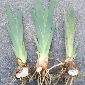 3 Bearded Iris Rhizome Bulbs - Freshly Harvested Perennial Variety Mix - Multicolor - Image 3
