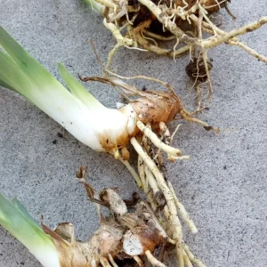 3 Bearded Iris Rhizome Bulbs - Freshly Harvested Perennial Variety Mix - Multicolor - Image 4