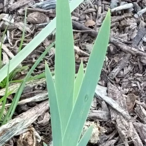 3 Bearded Iris Rhizome Bulbs - Freshly Harvested Perennial Variety Mix - Multicolor - Image 5
