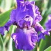 3 Bearded Iris Rhizome Bulbs - Freshly Harvested Perennial Variety Mix - Multicolor - Image 1