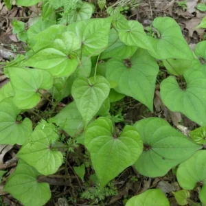 3 Chinese Yam (Dioscorea Opposita) Live Rooted Plants - Edible Perennial Vine - Image 2
