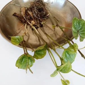 3 Chinese Yam (Dioscorea Opposita) Live Rooted Plants - Edible Perennial Vine - Image 3