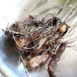 3 Chinese Yam (Dioscorea Opposita) Live Rooted Plants - Edible Perennial Vine - Image 4
