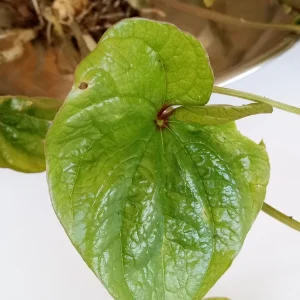 3 Chinese Yam (Dioscorea Opposita) Live Rooted Plants - Edible Perennial Vine - Image 5