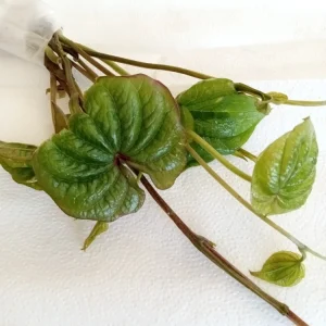 3 Chinese Yam (Dioscorea Opposita) Live Rooted Plants - Edible Perennial Vine - Image 6