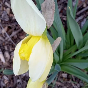 3 Daffodil Flower Bulbs - Fragrant Spring Variety Mix - Outdoor Perennial - Image 10