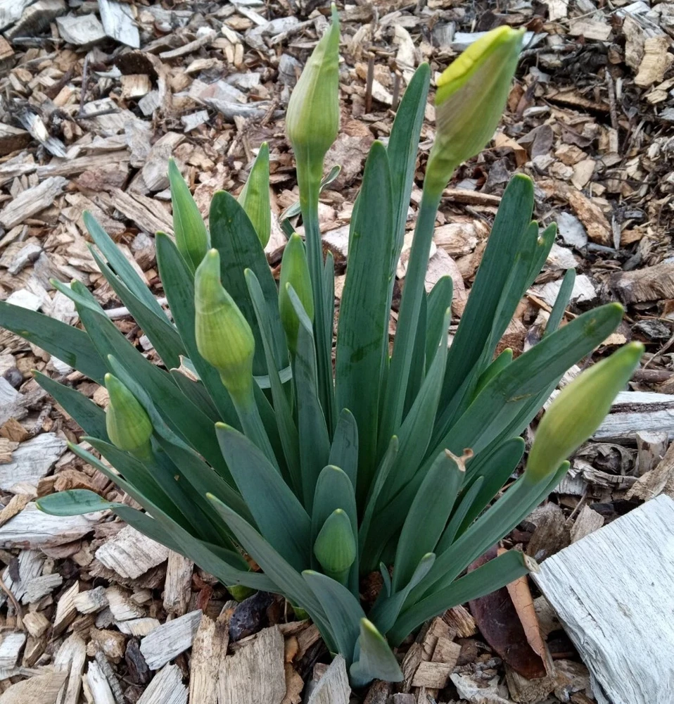 3 Daffodil Flower Bulbs - Fragrant Spring Variety Mix - Outdoor Perennial - Image 12
