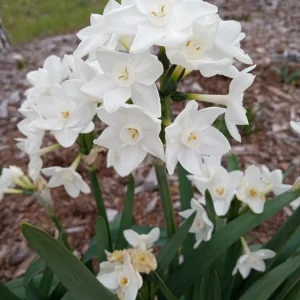 3 Daffodil Flower Bulbs - Fragrant Spring Variety Mix - Outdoor Perennial - Image 14
