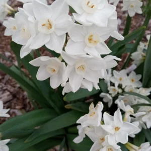 3 Daffodil Flower Bulbs - Fragrant Spring Variety Mix - Outdoor Perennial - Image 15