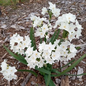 3 Daffodil Flower Bulbs - Fragrant Spring Variety Mix - Outdoor Perennial - Image 16
