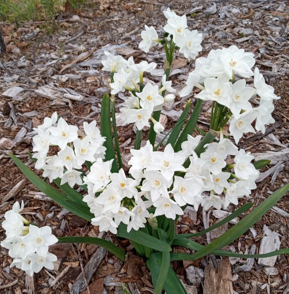 3 Daffodil Flower Bulbs - Fragrant Spring Variety Mix - Outdoor Perennial - Image 16