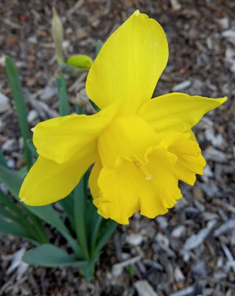 3 Daffodil Flower Bulbs - Fragrant Spring Variety Mix - Outdoor Perennial - Image 2