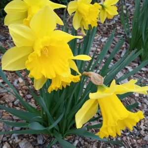 3 Daffodil Flower Bulbs - Fragrant Spring Variety Mix - Outdoor Perennial - Image 3