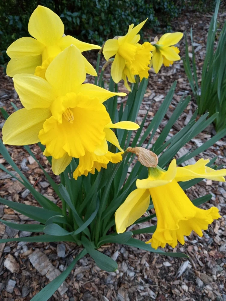 3 Daffodil Flower Bulbs - Fragrant Spring Variety Mix - Outdoor Perennial - Image 3
