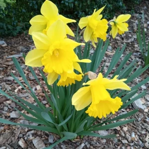 3 Daffodil Flower Bulbs - Fragrant Spring Variety Mix - Outdoor Perennial - Image 4