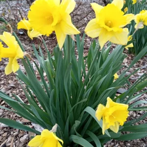 3 Daffodil Flower Bulbs - Fragrant Spring Variety Mix - Outdoor Perennial - Image 5