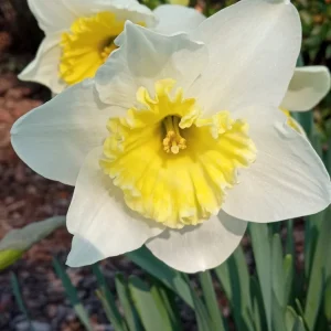 3 Daffodil Flower Bulbs - Fragrant Spring Variety Mix - Outdoor Perennial - Image 6