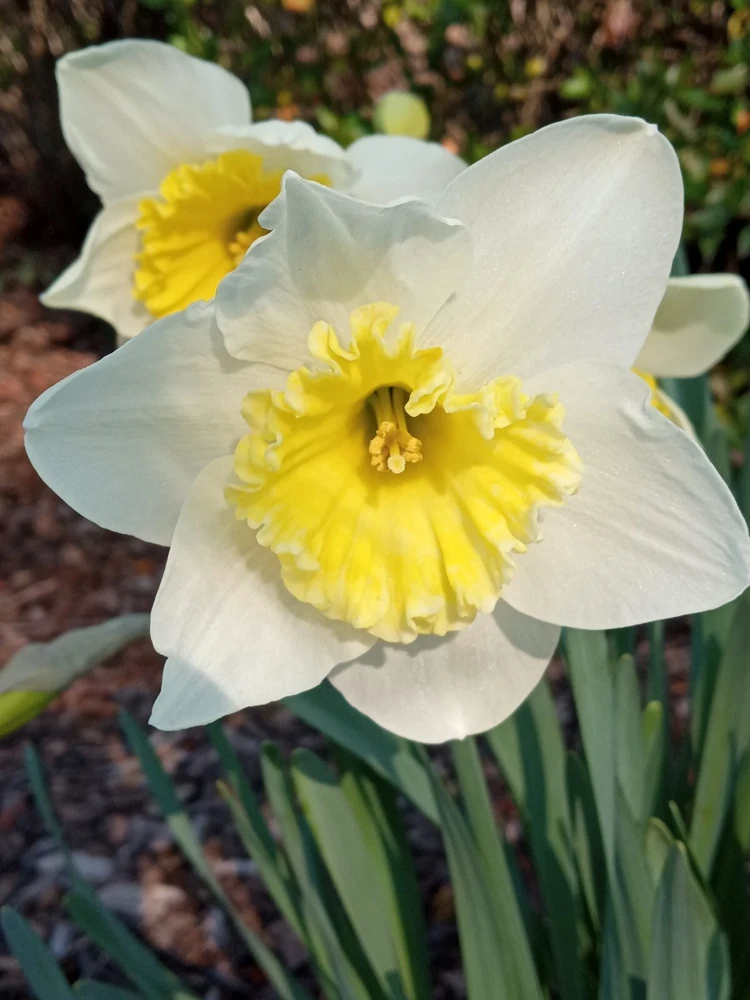 3 Daffodil Flower Bulbs - Fragrant Spring Variety Mix - Outdoor Perennial - Image 6
