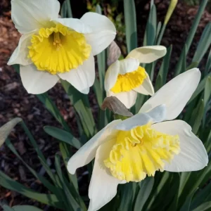 3 Daffodil Flower Bulbs - Fragrant Spring Variety Mix - Outdoor Perennial - Image 7