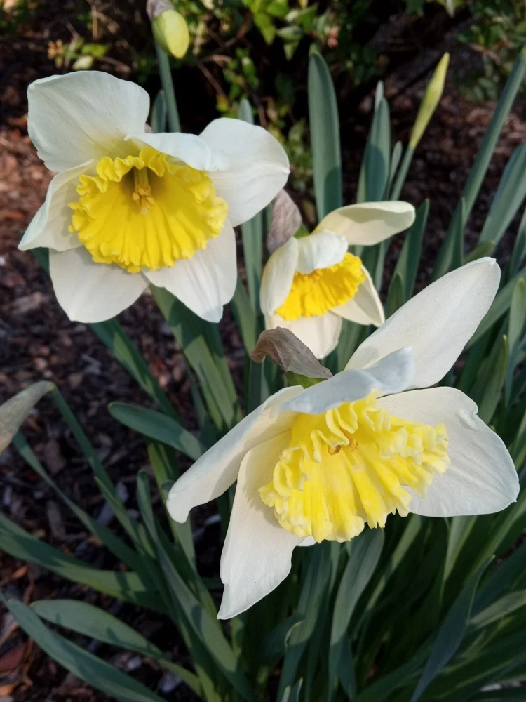 3 Daffodil Flower Bulbs - Fragrant Spring Variety Mix - Outdoor Perennial - Image 7