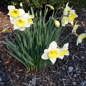3 Daffodil Flower Bulbs - Fragrant Spring Variety Mix - Outdoor Perennial - Image 8