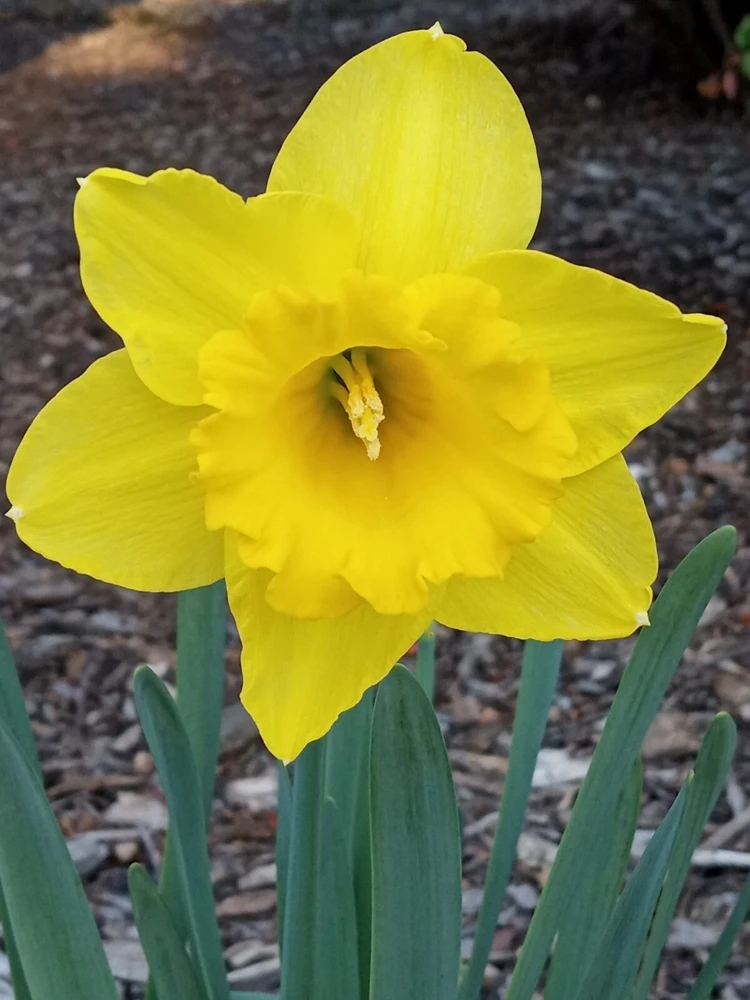 3 Daffodil Flower Bulbs - Fragrant Spring Variety Mix - Outdoor Perennial - Image 1