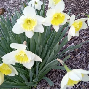 3 Daffodil Flower Bulbs - Fragrant Spring Variety Mix - Outdoor Perennial - Image 9