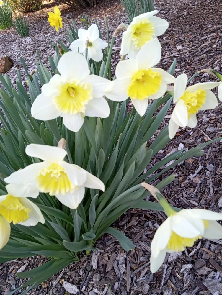 3 Daffodil Flower Bulbs - Fragrant Spring Variety Mix - Outdoor Perennial - Image 9