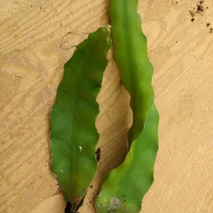 3 Dragon Fruit Cactus Cuttings - Hylocereus Undatus White Flesh Pitaya, 8