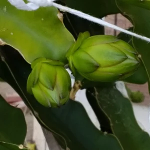 3 Dragon Fruit Cactus Cuttings - Hylocereus Undatus White Flesh Pitaya, 8