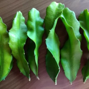 3 Dragon Fruit Cactus Cuttings – White Flesh Pitaya – Live Plant – 8 inch+ – Indoor/Outdoor - Image 3