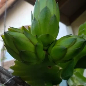 3 Dragon Fruit Cactus Cuttings – White Flesh Pitaya – Live Plant – 8 inch+ – Indoor/Outdoor - Image 6