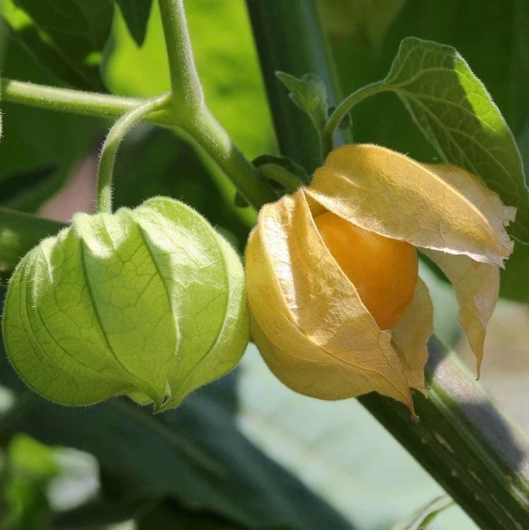 3 Live Ground Cherry Seedlings – Cape Gooseberry Plants – 6-10 inch Tall – Indoor/Outdoor - Image 1