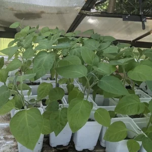 3 Live Ground Cherry Seedlings – Cape Gooseberry Plants – 6-10 inch Tall – Indoor/Outdoor - Image 3