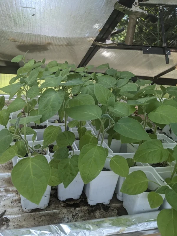 3 Live Ground Cherry Seedlings – Cape Gooseberry Plants – 6-10 inch Tall – Indoor/Outdoor - Image 3