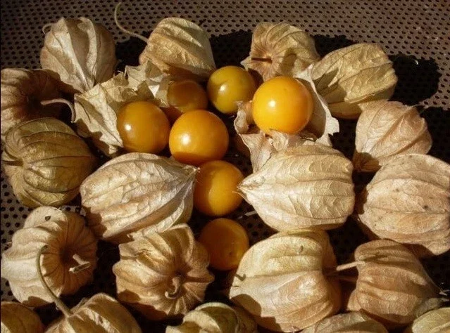 3 Live Ground Cherry Seedlings – Cape Gooseberry Plants – 6-10 inch Tall – Indoor/Outdoor - Image 4