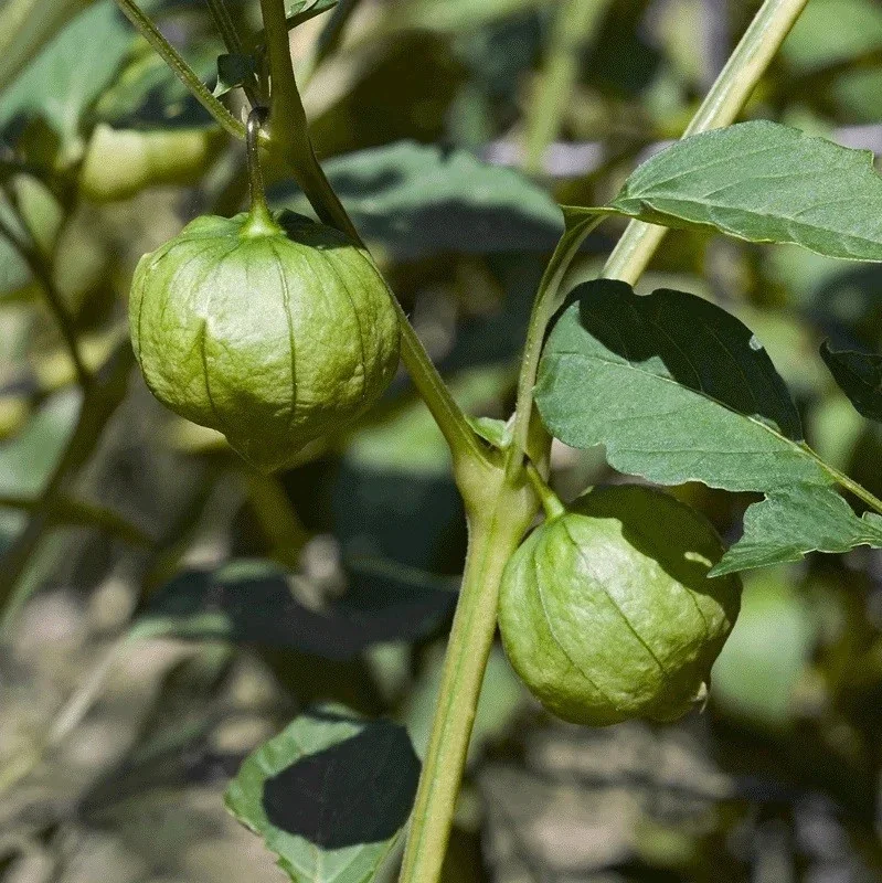 3 Live Ground Cherry Seedlings – Cape Gooseberry Plants – 6-10 inch Tall – Indoor/Outdoor - Image 5
