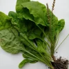 3 Plantago Asiatica Broadleaf Plantain Live Plants - Outdoor Herb - Image 1