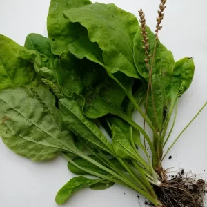 3 Plantago Asiatica Broadleaf Plantain Live Plants - Outdoor Herb - Image 1