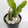 3 Red Dragon Fruit Pitaya Live Plant Cuttings 8" - Outdoor Edible Succulent - Image 1