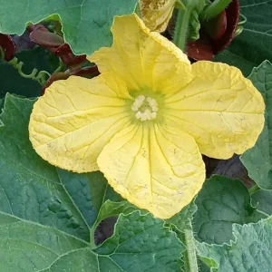 30+ Fuzzy Melon Wax Gourd Hairy Squash Seeds - Easy Grow Vegetable Seeds - Image 10